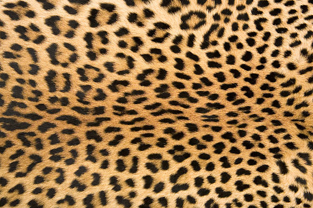 Skin's texture 2 of leopard stock photo