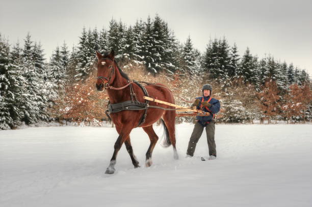 Skioring, winter sports with horse. stock photo