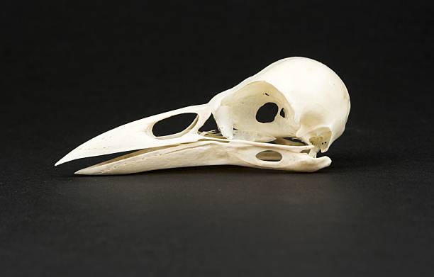 crâne de corneille - squelette oiseau photos et images de collection