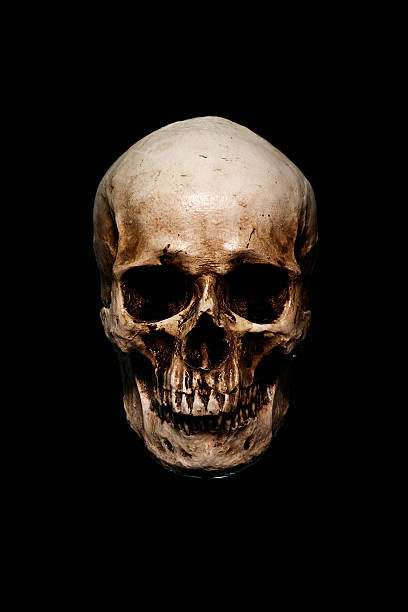 skull skull on black human bone photos stock pictures, royalty-free photos & images
