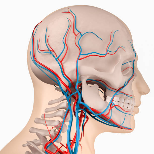 Skull side view - skeleton and circulatory stock photo