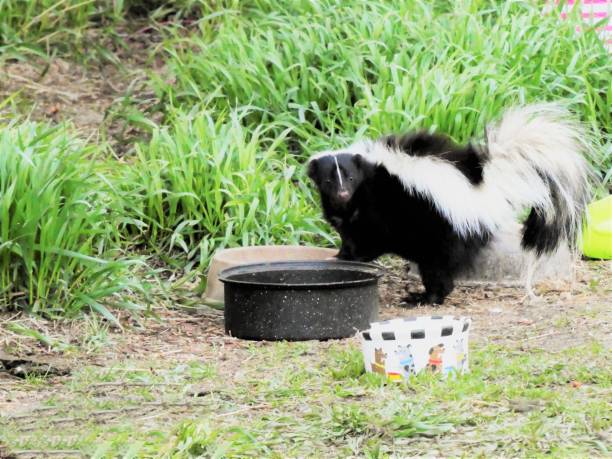 Skunk Caught Stealing the Dog's Food stock photo
