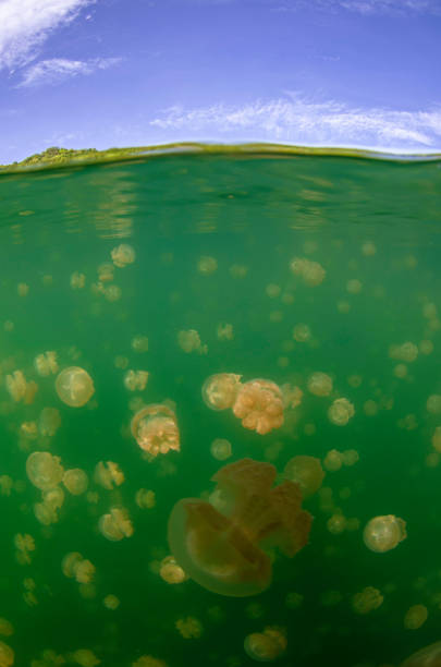 hemel en onderwater - zoetwaterkwal stockfoto's en -beelden