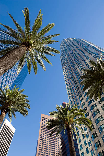 Sky view through palms and buildings, downtown Los Angeles stock photo