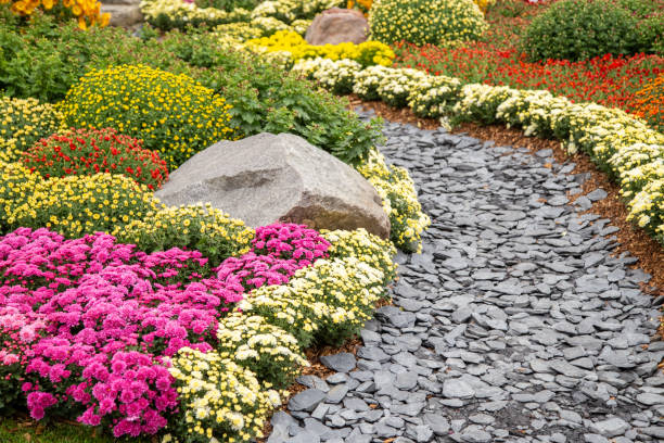 Slate Garden Trail Slate garden path lined with various chrysanthemums garden path stock pictures, royalty-free photos & images