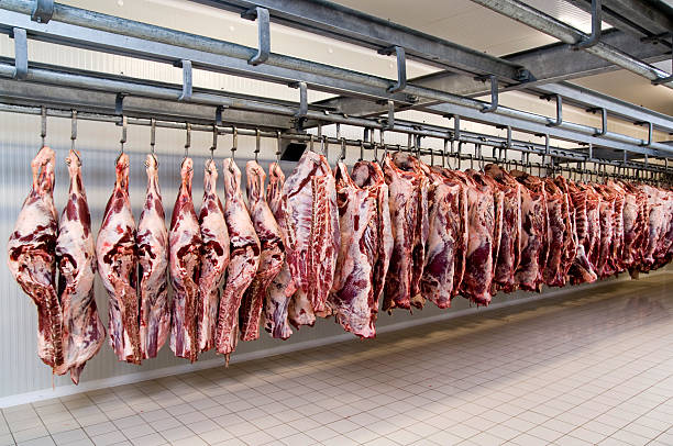 Slaughter house Slaughter house dead animal stock pictures, royalty-free photos & images