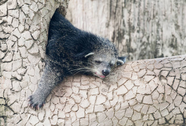 Sleeping binturong on a tree stock photo