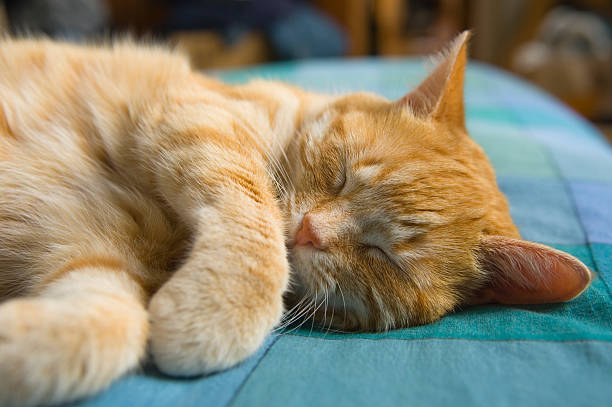 kucing tidur - kucing mendengkur potret stok, foto, & gambar bebas royalti