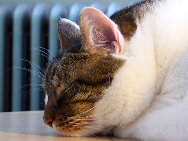 Sleeping Cat stock photo