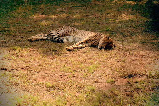 A cheetah is sleeping in the savannah in South Africa