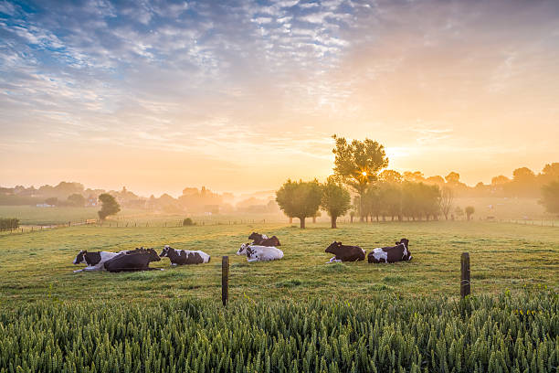 sleeping cows at sunrise - boerderij stockfoto's en -beelden