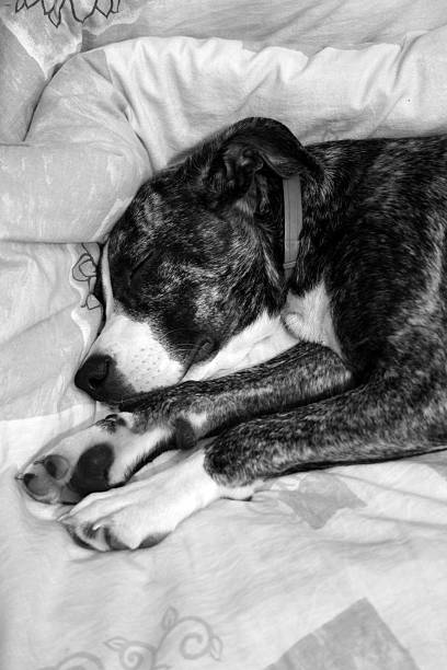 Sleeping dog stock photo