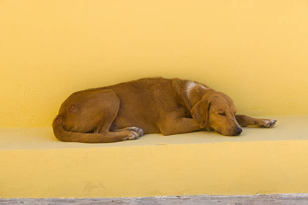 Sleeping Dog stock photo