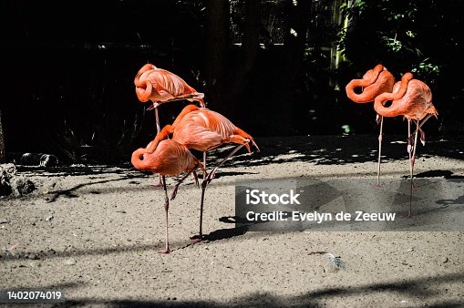 istock Sleeping flamingos 1402074019