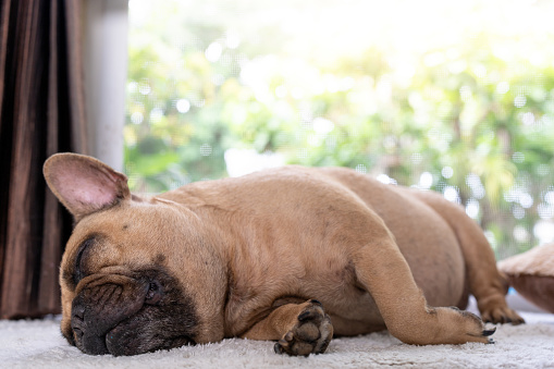 Sleeping French bulldog on white mat indoor.
