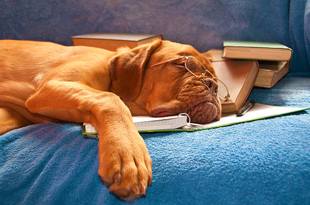 Sleeping golden brown dog with books and wearing glasses stock photo