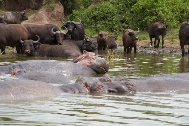 Sleeping hippos with heads on top of each other breathing with Kaffir buffalo in the background in the Kazinga Channel in Uganda, on the border with Queen Elisabeth National Park stock photo
