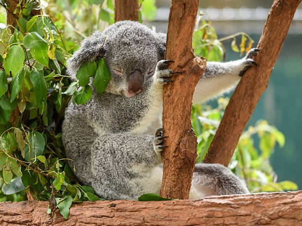 Sleeping koala stock photo