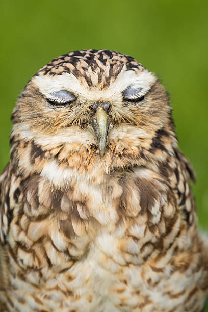 Sleeping Owl stock photo