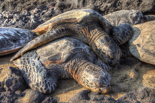 Do Sea Turtles Sleep