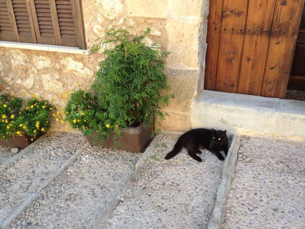Sleepy cat in doorway, Mallorca Cat dozing in doorway in Pollenca, Mallorca on hot afternoon jay barker stock pictures, royalty-free photos & images