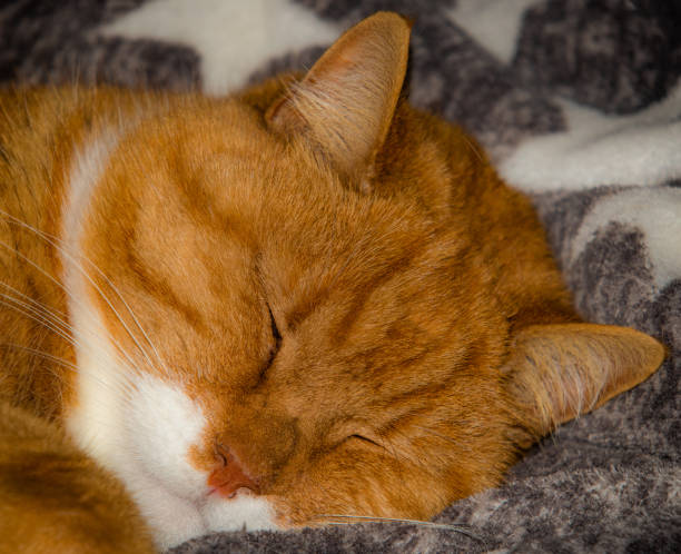 sömnig katt - andreas hansen bildbanksfoton och bilder
