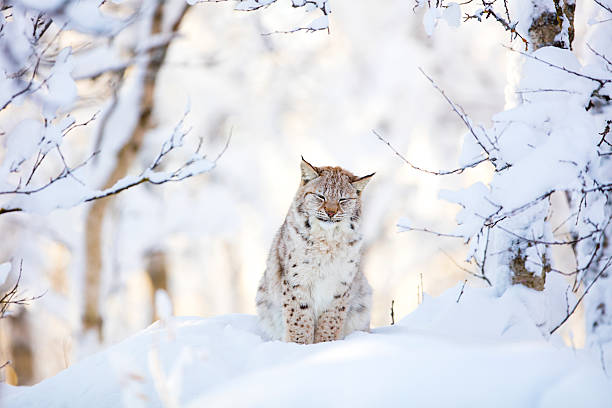 sleepy cute lynx cub in the cold winter forest - euraziatische lynx stockfoto's en -beelden