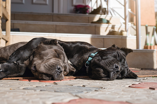 Two cute dogs lying on stone tiles enjoying the sun