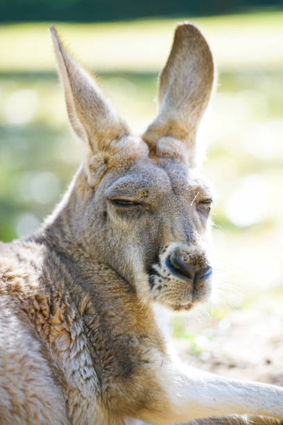 Sleepy Kangaroo stock photo