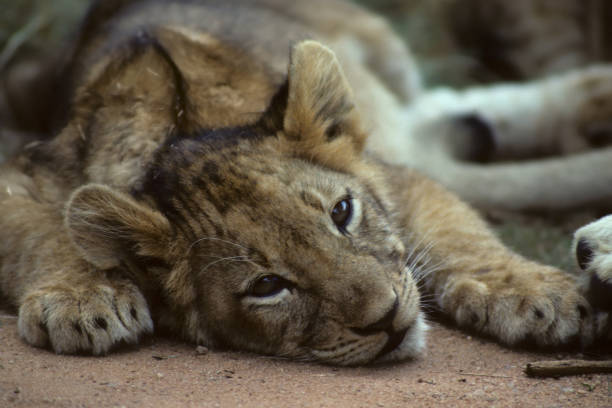Sleepy Lion Cub stock photo