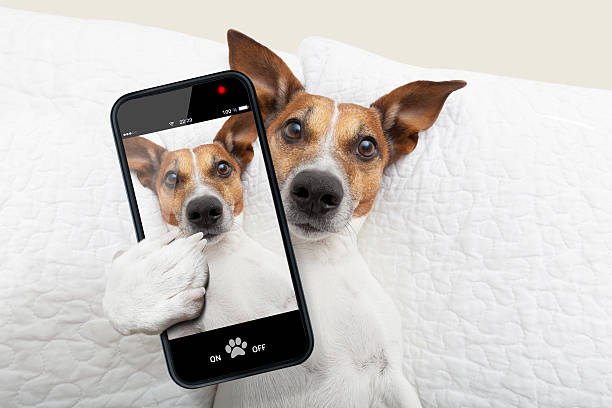 sleepyhead selfie dog sleepyhead dog taking a selfie while in bed dog photos stock pictures, royalty-free photos & images
