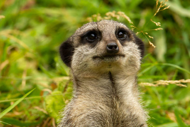 Slender tailed meerkat head of a Slender tailed meerkat (Suricata suricatta) looking at the camera isolated on a natural background environmental consciousness stock pictures, royalty-free photos & images