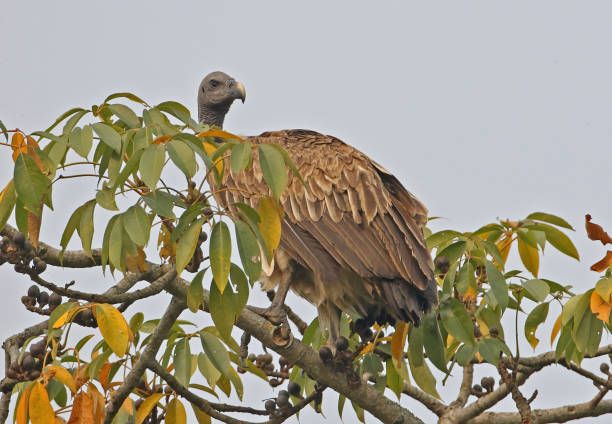 Slender-billed Vulture stock photo