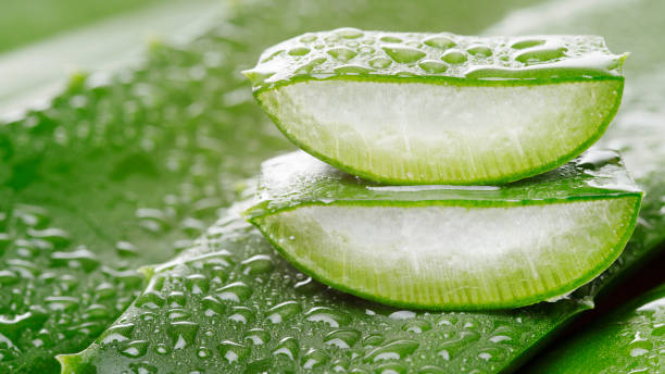 Sliced green aloe vera plant with water droplets Green aloe vera plant with water droplets aloe vera stock pictures, royalty-free photos & images