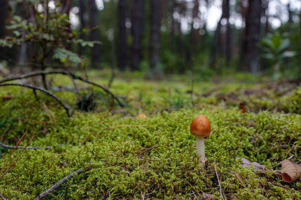 slimy brown mushroom on moss field in the middle of forest stock photo