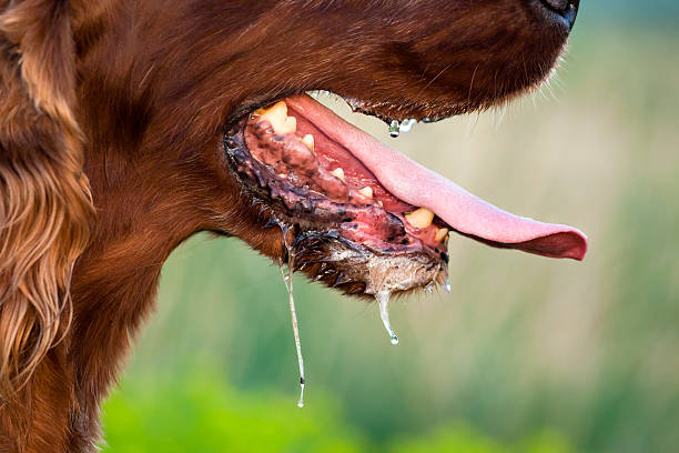 Slimy dog Slimy dog in a hot Summer healthy tongue picture stock pictures, royalty-free photos & images