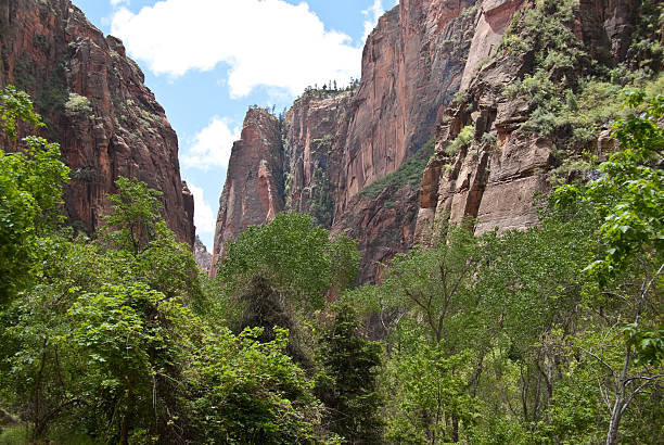 Slot Canyon in the Narrows Zion Canyon is a unique and different experience than the Grand Canyon. At Zion, you are standing at the bottom looking up where at the Grand Canyon you are at the top looking down. Zion Canyon is mostly made up of sedimentary rocks, bits and pieces of older rocks that have been deposited in layers after much weathering and erosion. These rock layers tell stories of an ancient ecosystem very different from what Zion looks like today. About 110 – 200 million years ago Zion and the Colorado Plateau were near sea level and were close to the equator. Since then they have been uplifted and eroded to form the scenery we see today. Zion Canyon has had a 10,000-year history of human habitation. Most of this history was not recorded and has been interpreted by archeologists and anthropologist from clues left behind. Archeologists have identified sites and artifacts from the Archaic, Anasazi, Fremont and Southern Paiute cultures. Mormon pioneers settled in the area and began farming in the 1850s. Today, the descendants of both the Paiute and Mormons still live in the area. On November 19, 1919 Zion Canyon was established as a national park. Like a lot of public land, the Zion area benefited from infrastructure work done during the Great Depression of the 1930’s by government sponsored organizations like the Civil Works Administration (CWA) and the Civilian Conservation Corps (CCC). During their nine years at Zion the CWA and CCC built trails, parking areas, campgrounds, buildings, fought fires and reduced flooding of the Virgin River. This view of the red rocks of Zion Canyon was photographed from the Riverside Walk Trail in Zion National Park near Springdale, Utah, USA. jeff goulden mojave desert stock pictures, royalty-free photos & images