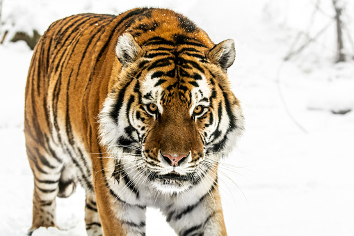 Siberian tiger in the winter. The tiger is walking slowly through the forest and staring into the distance. White snow highlights the orange color of its fur. Characteristic patterns and textures of fur are clearly visible. Its cold, steady gaze inspires the fear and the respect.