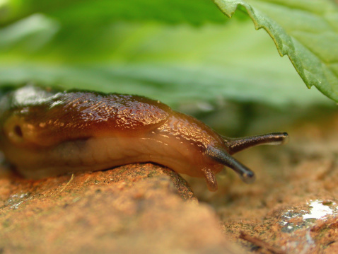 This is a close-up (macro) image of a brown slug.