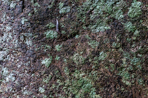 Slug on a mossy rock