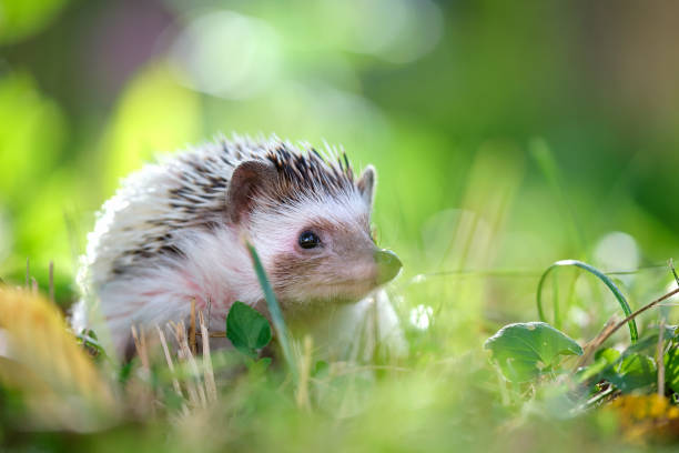 Small african hedgehog pet on green grass outdoors on summer day. Keeping domestic animals and caring for pets concept. stock photo