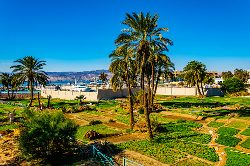 Small Agricultural Fields Situated In The Center Of Aqaba Jordan