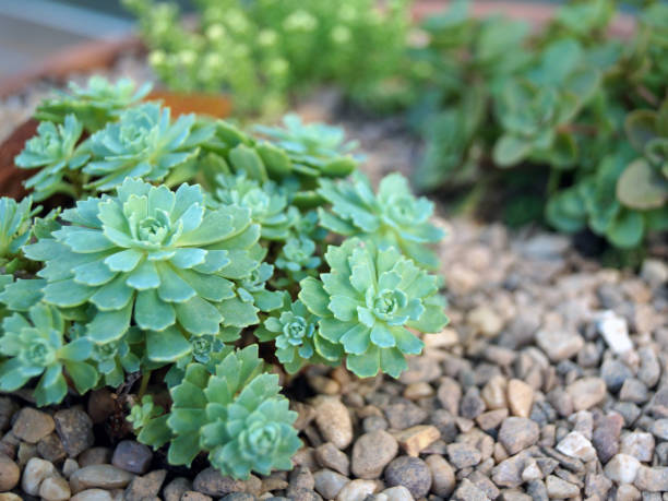 Small alpine plants growing in gravel Small alpine plants growing in gravel alpine climate stock pictures, royalty-free photos & images
