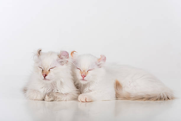 Small and Young Bright White Lovely Sleepy American Curl Couple stock photo