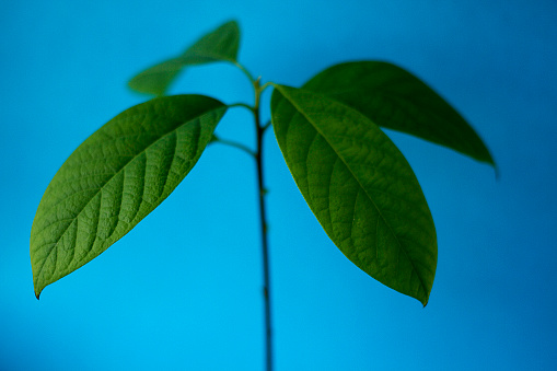 avocado sapling