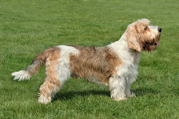 Small Basset Griffon Typical Petit Basset Griffon in the summer garden. basset hound stock pictures, royalty-free photos & images