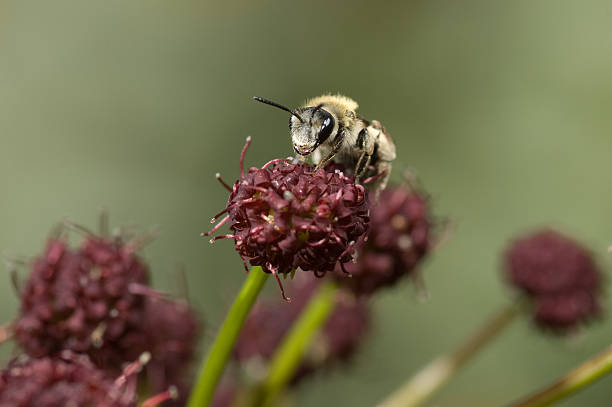 Small bee on flower stock photo