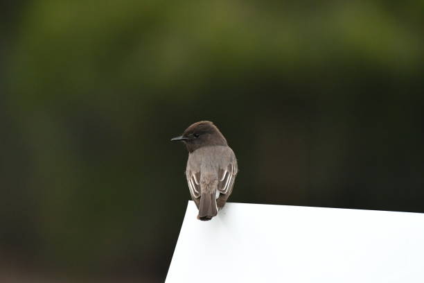 Small Bird on the Corner of a White Sign Looking Left Palos Verdes Area steven harrie stock pictures, royalty-free photos & images