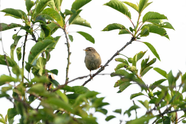 Small Bird - Wren Songbird stock photo