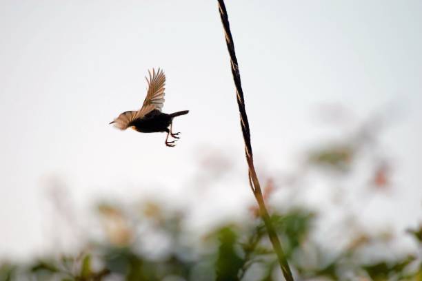 Small Bird - Wren Songbird stock photo